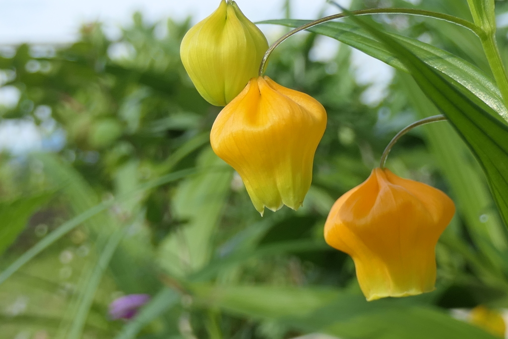 P1023812　お花です(^^)/