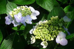 P1350978　木漏れ日に