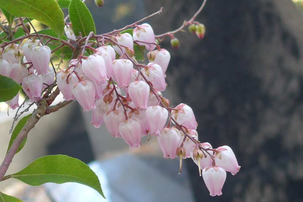 P1260403　アセビ