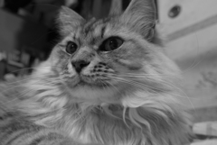 P1090922　ねこさん