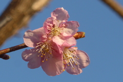 P1370392　春の訪れ