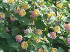 P1160040　ランタナ