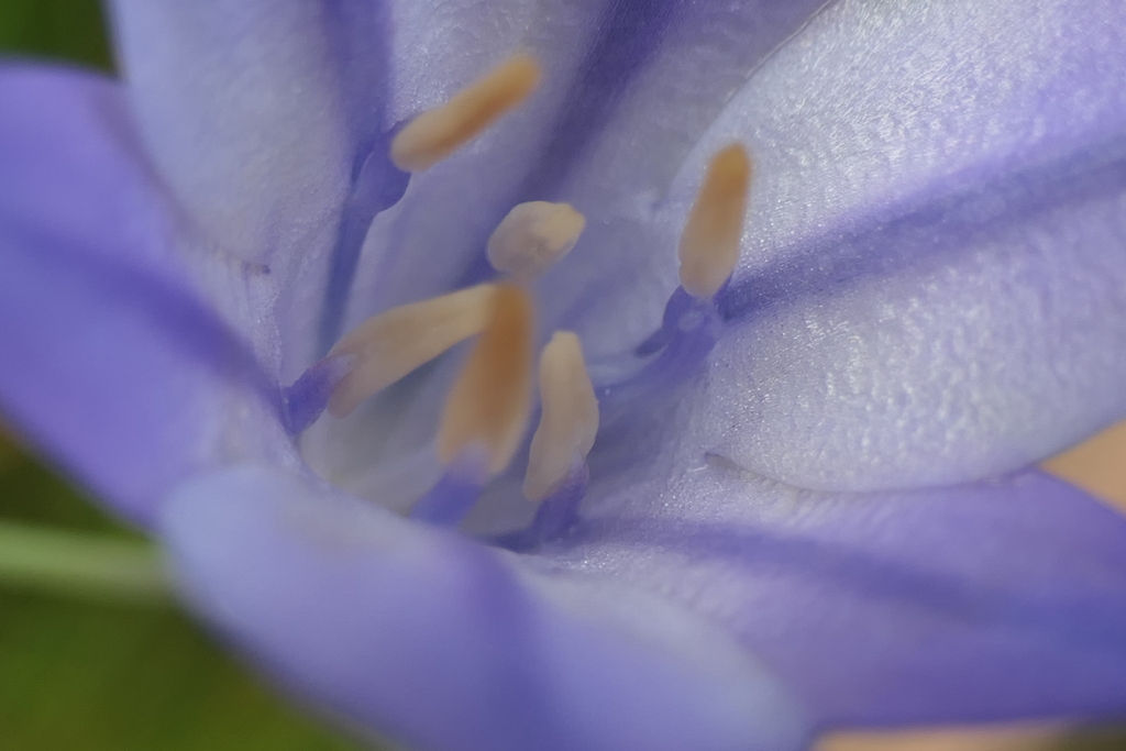 P1023810　トリテレイア