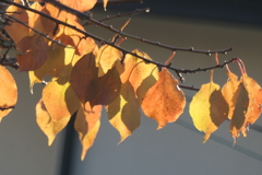 P1080965　朝の光に