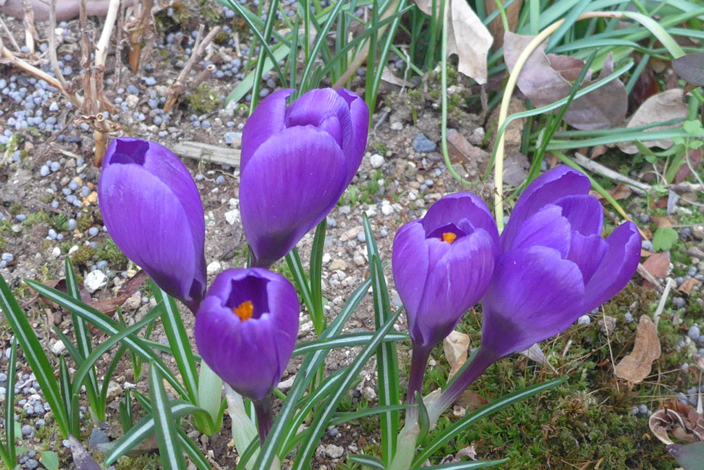 P1290536　ひっそりと～♪