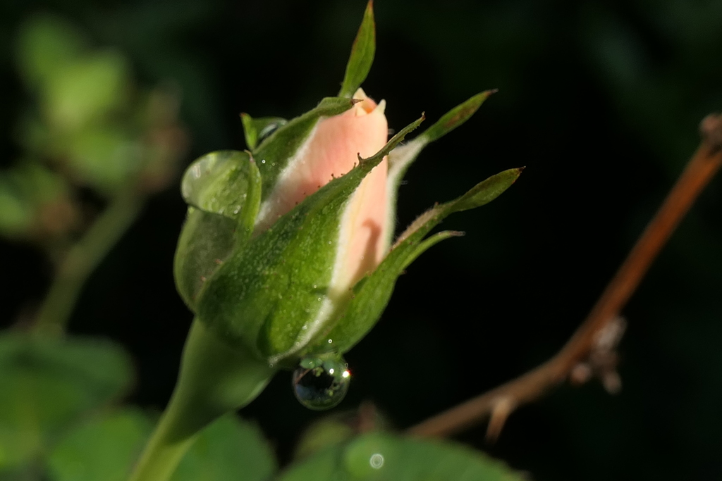 P1068850　ミニバラ