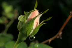 P1068850　ミニバラ