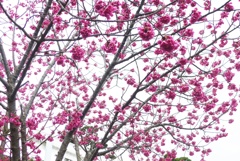 P1200652　緋寒桜