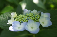 R0353136　木漏れ日に