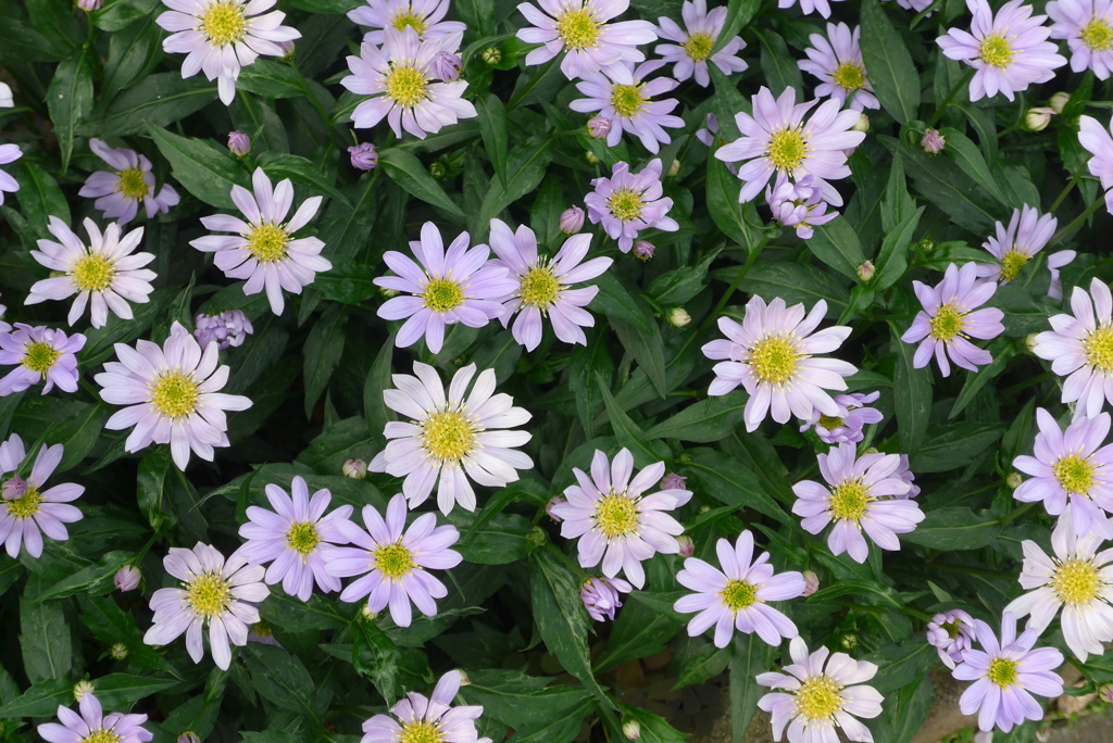 P1210768　穏やかさ（花言葉）