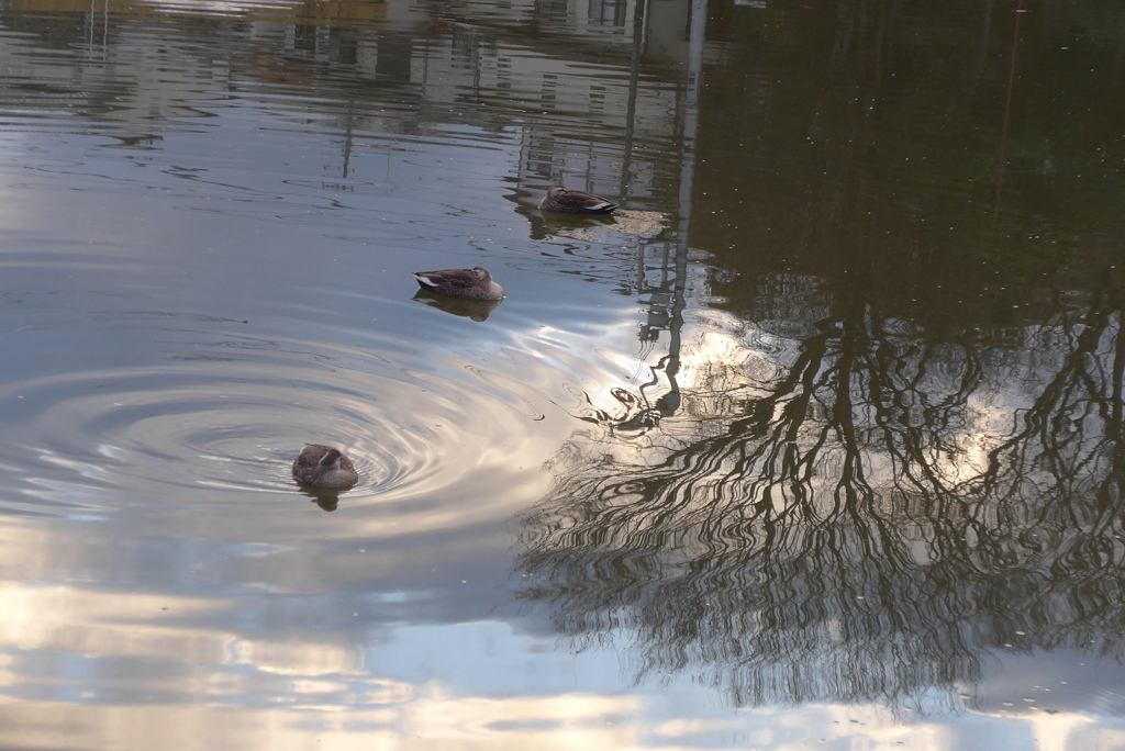 P1390360　冬木立と映り込みとカモさん