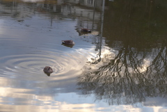 P1390360　冬木立と映り込みとカモさん
