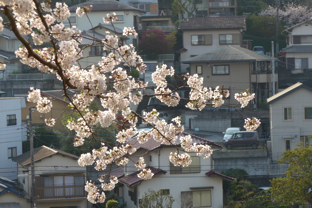 P1140561　とある町と桜
