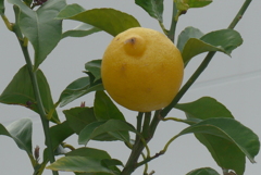 P1300068　レモン