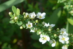 P1200981　愛らしさ（花言葉）
