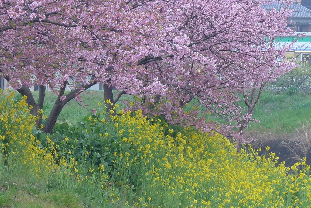 P1130924　河津桜と菜の花