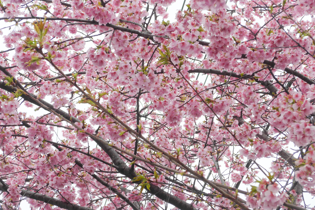 P1370536_edited　河津桜