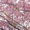 P1370536_edited　河津桜