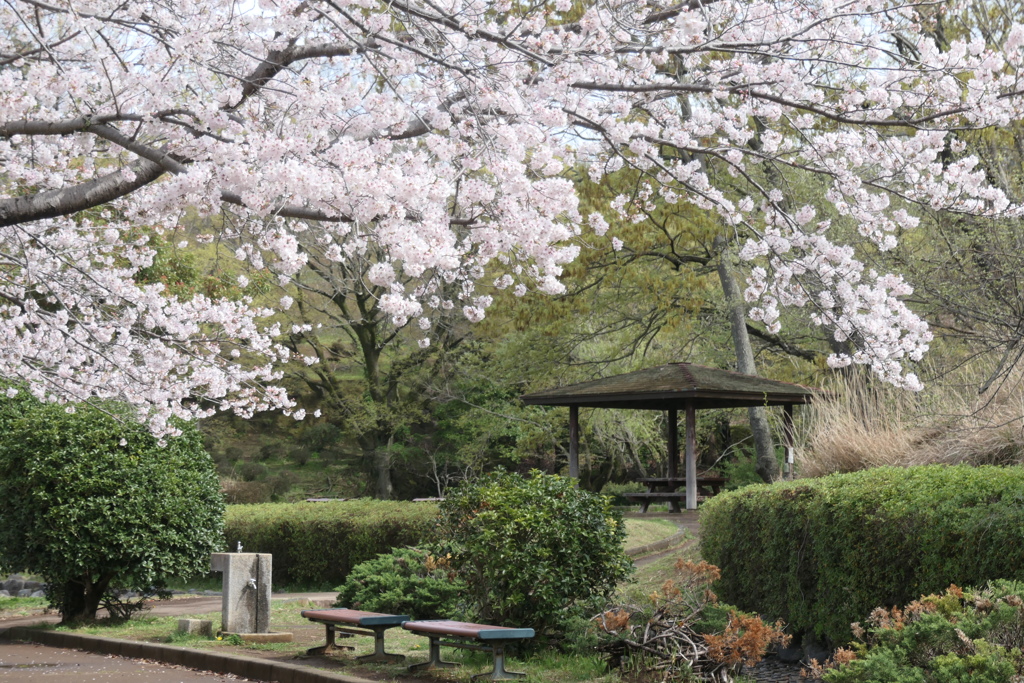 P1057951　桜咲く公園