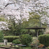 P1057951　桜咲く公園