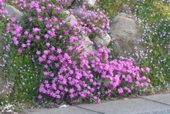 P1290634　春～♪