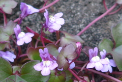 春を見つけた♪