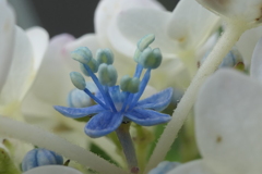 P1011995　あじさい