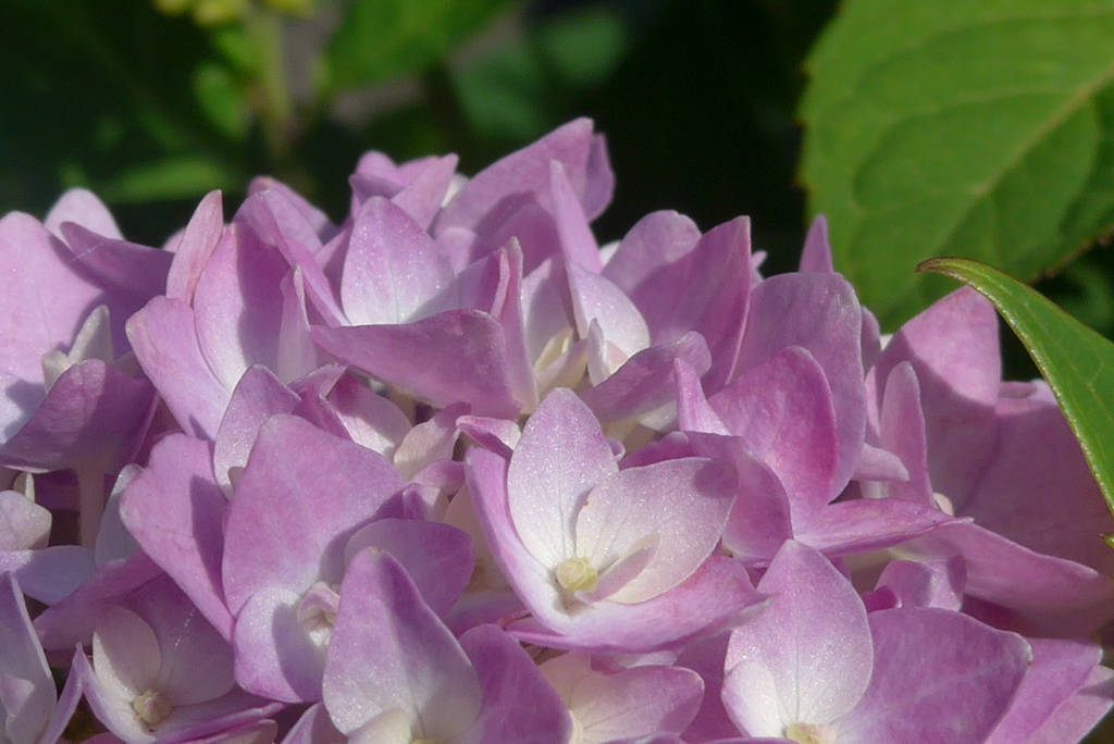 P1150663　あじさい