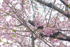 P1370538　河津桜