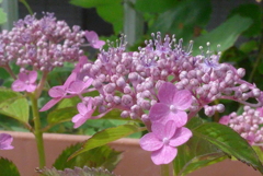 P1230344　小さなアジサイ