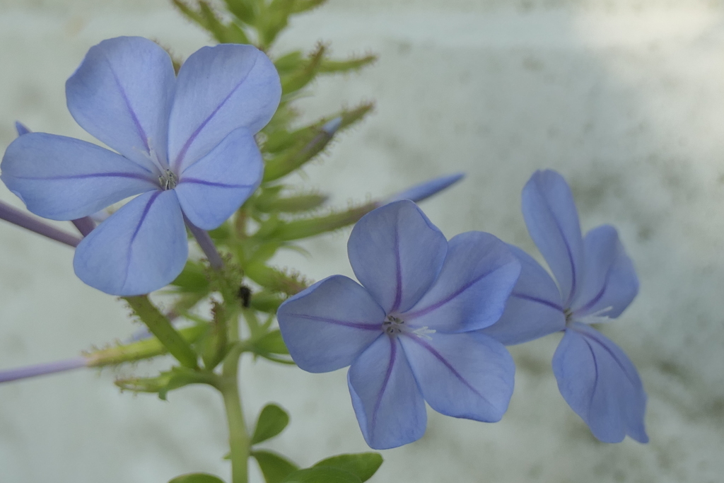 P1046718　ルリマツリ