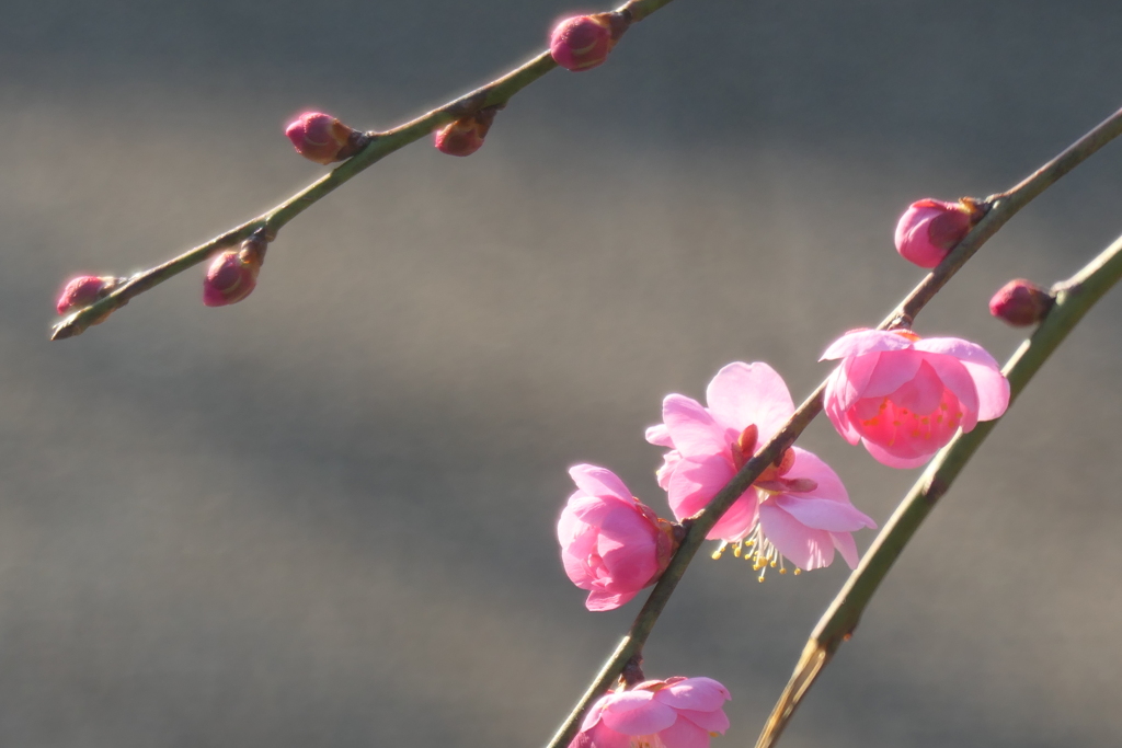 P1057591　しだれ梅