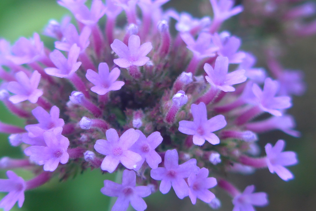 P1340104　小さな花