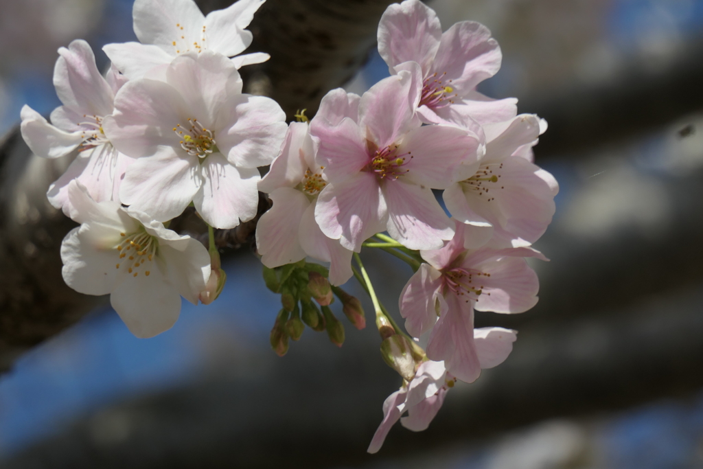 P1001270　大島桜