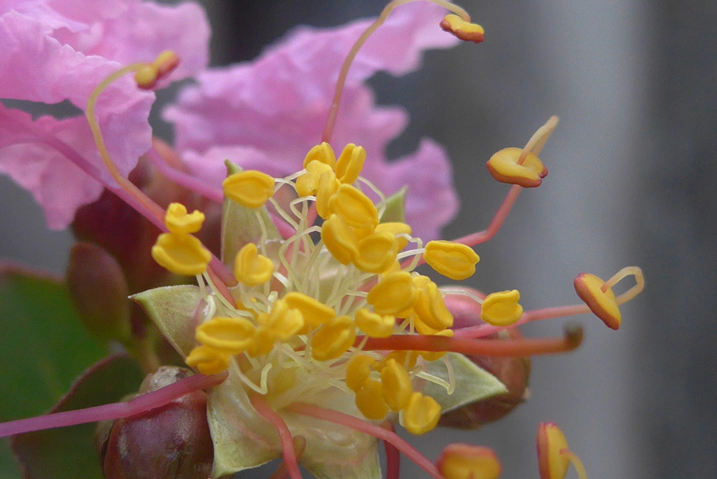 P1280265　サルスベリ