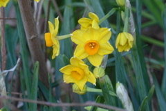 P1390429　黄水仙