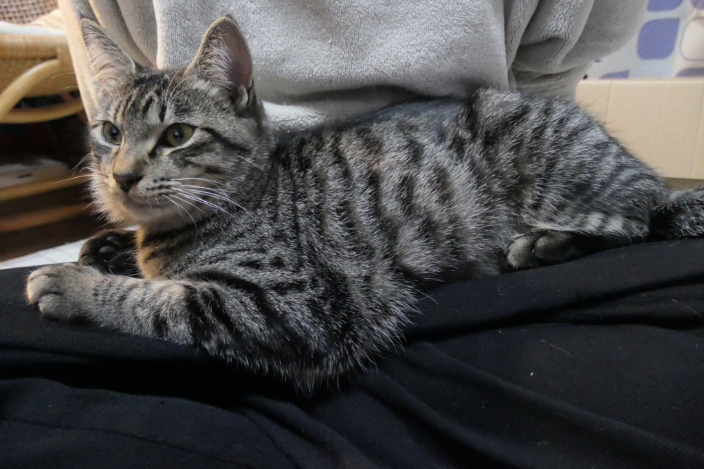 P1081014　ニャン～♪