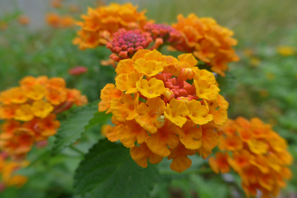 P1100296　ランタナ