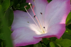 P1012133　朝の光と