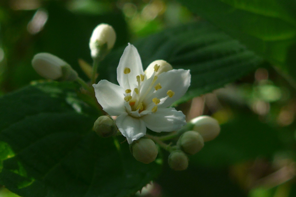 P1220134　木漏れ日に