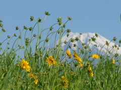 P1090203　富士山には黄色い花が似合う♪