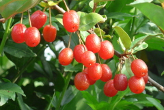 P1230383　グミの実