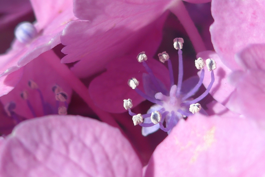 P1160505　ひっそりと