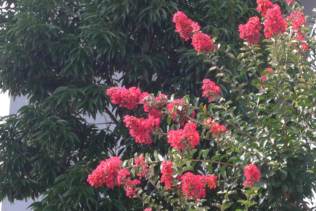 P1240029　百日紅