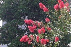 P1240029　百日紅