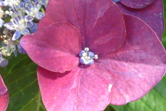 P1230297　アジサイの花