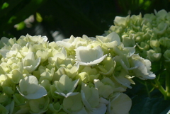 P1270367　朝の光に