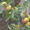 P1390069　9月の柿