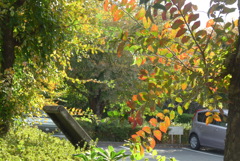 P1390212　アキニレ