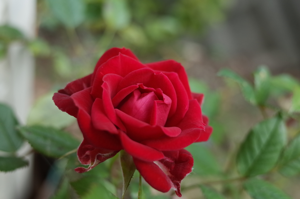 R0352348　明るく咲く